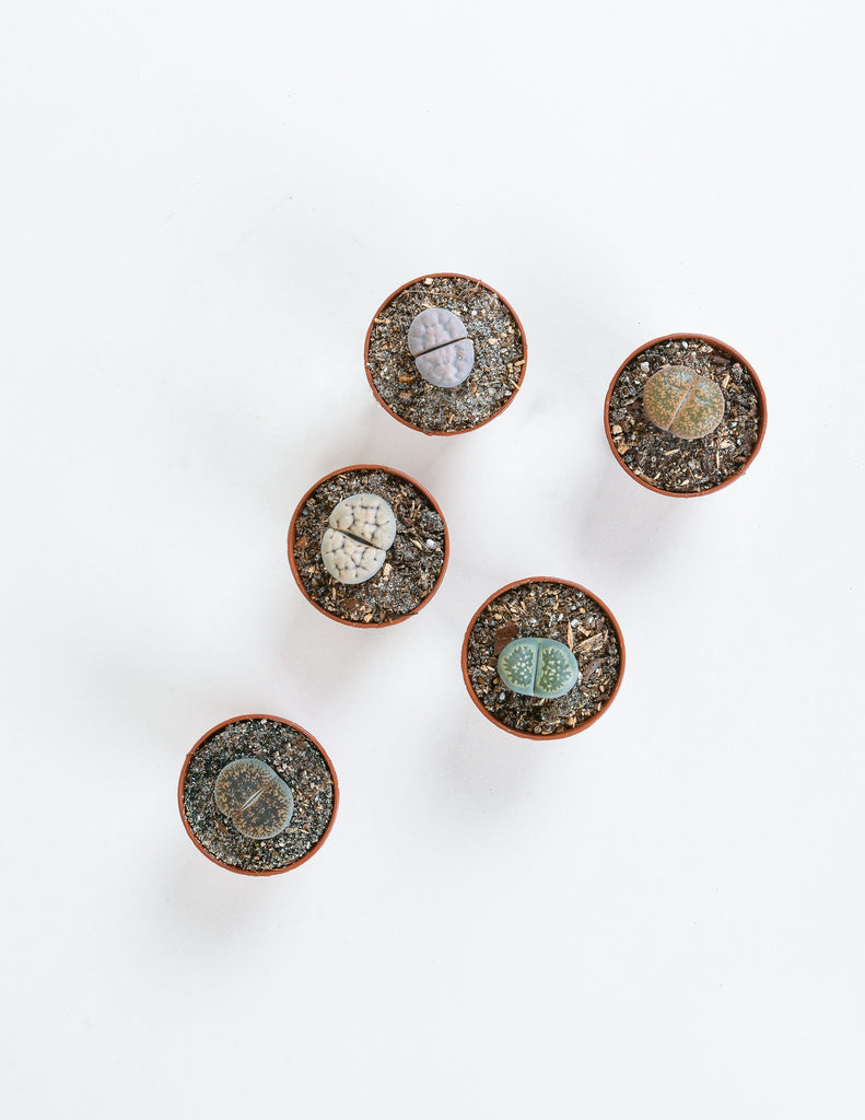 Lithops sp - Living Stone - Pistils Nursery