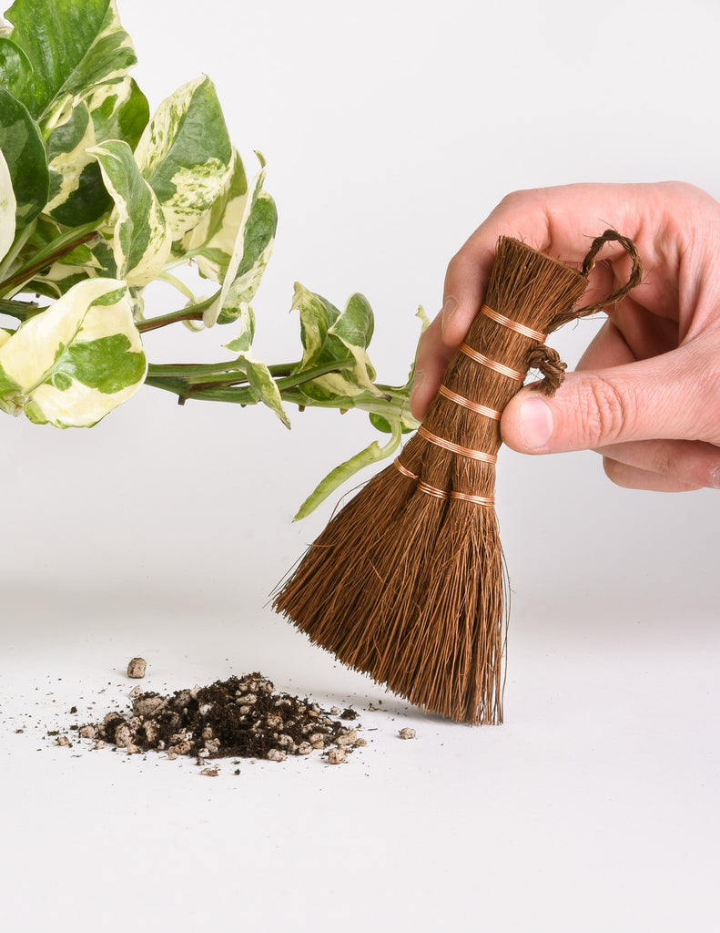 Miniature Whisk Broom - Bonsai Broom - Pistils Nursery