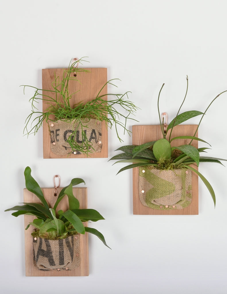 Three burlap mounts containing a staghorn fern, rhipsalis, and hoya pubicalyx all mounted with burlap of varying patterns