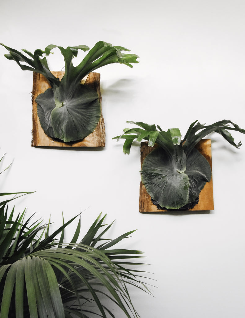Two mounted moosehorn ferns mounted side by side on white wall