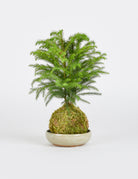 Norfolk Island Pine Kokedama - Pistils Nursery