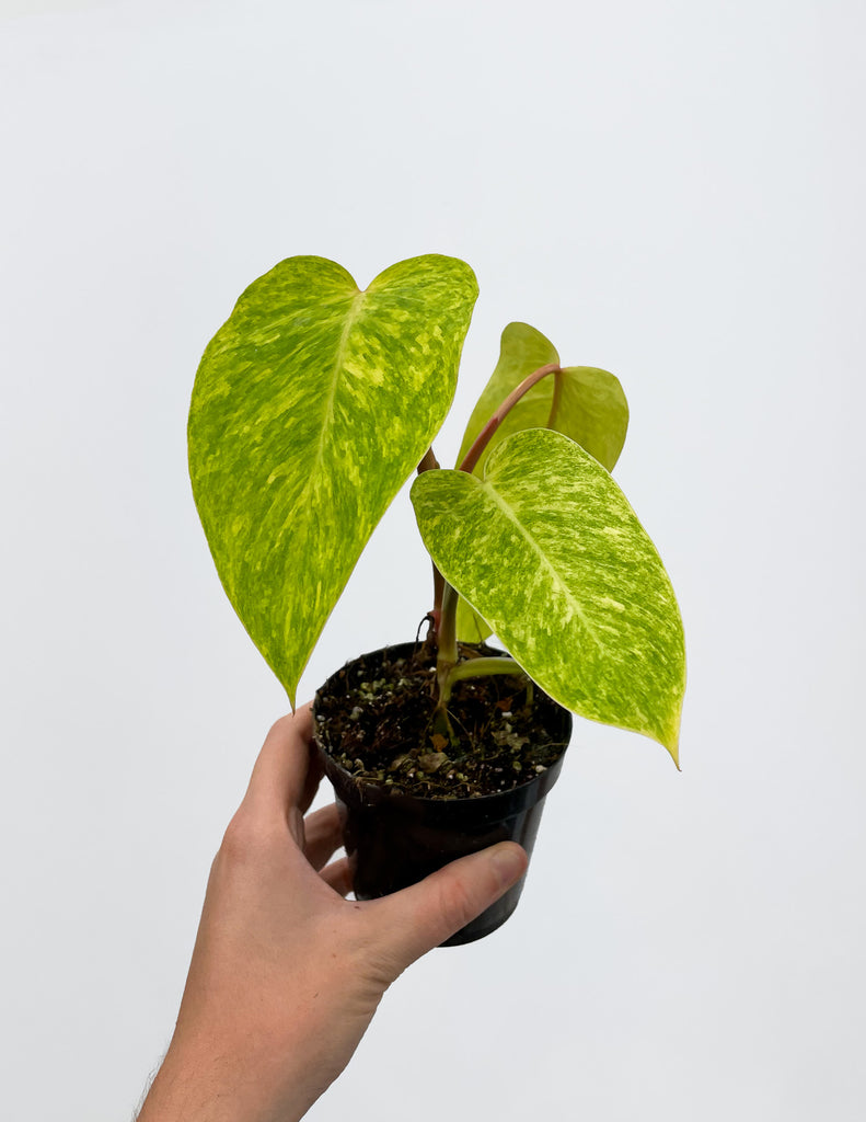 Philodendron 'Painted Lady' - 4" Pot - Pistils Nursery