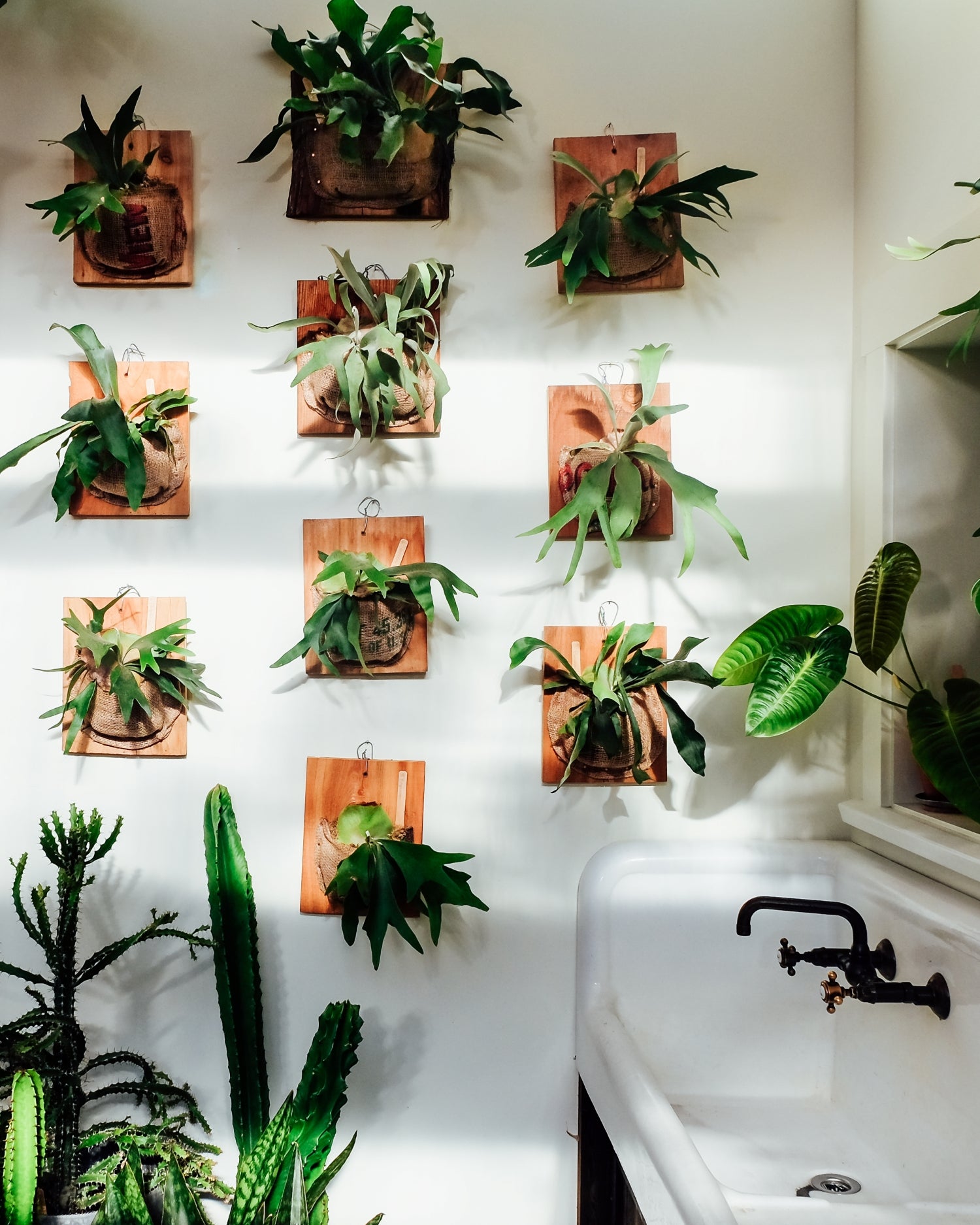 Lifestyle shot of Staghorn Ferns hanging on white wall next to sink in Pistils Mississippi retail store