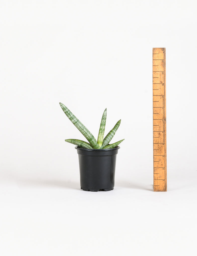 Sansevieria Dracaena 'Starfish' - Snake Plant - Pistils Nursery