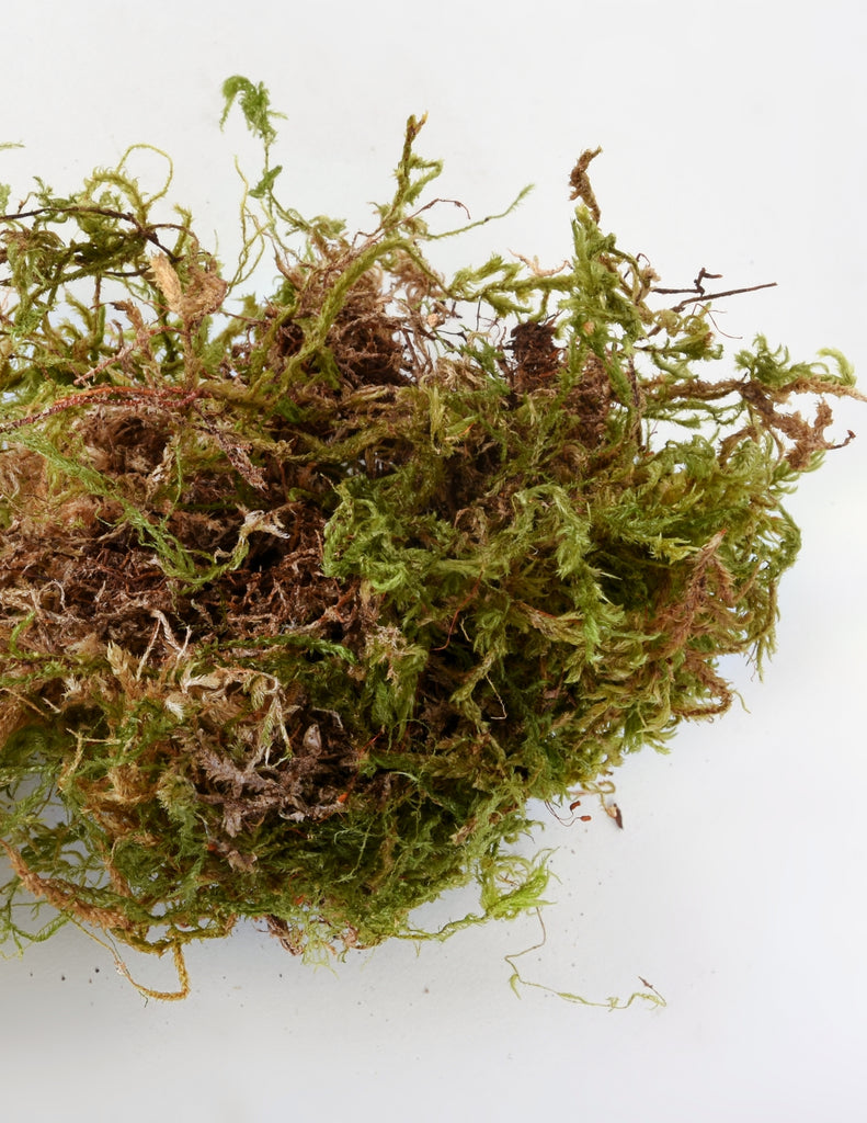 Close up of natural moss that is green and brown with a variety in texture