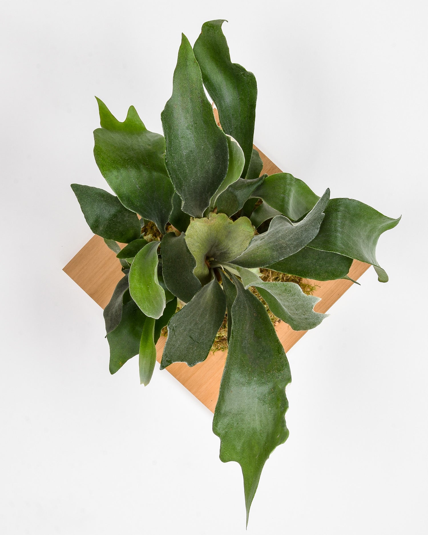 Large mounted staghorn fern plaque on white wall