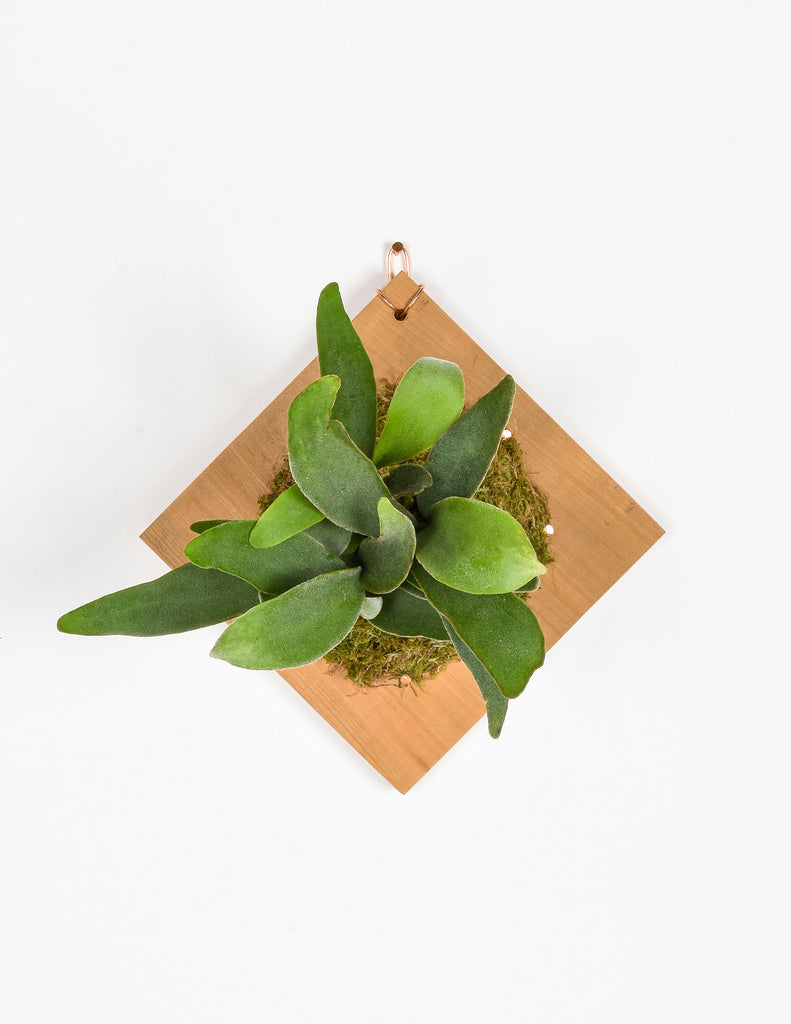 Small staghorn fern plaque on white wall
