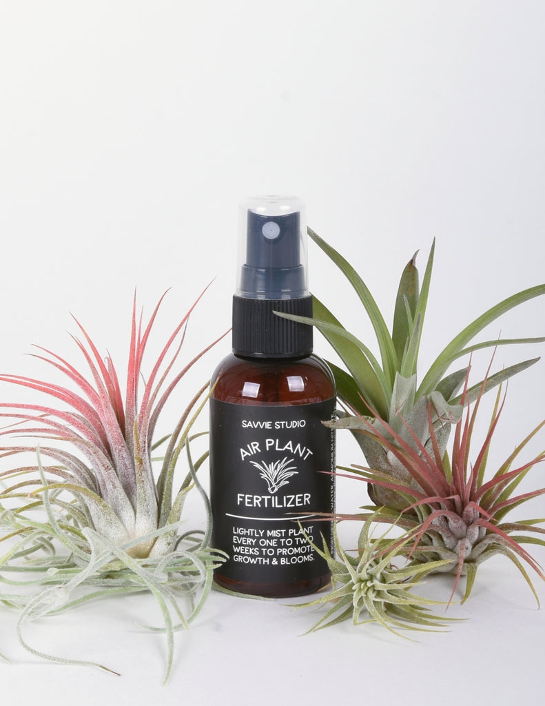 Spray bottle with black and white label surrounded by colorful air plants on a white background